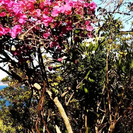 Villa Panoramica La Rosa Dei Venti *